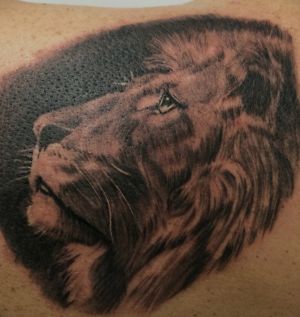 lion